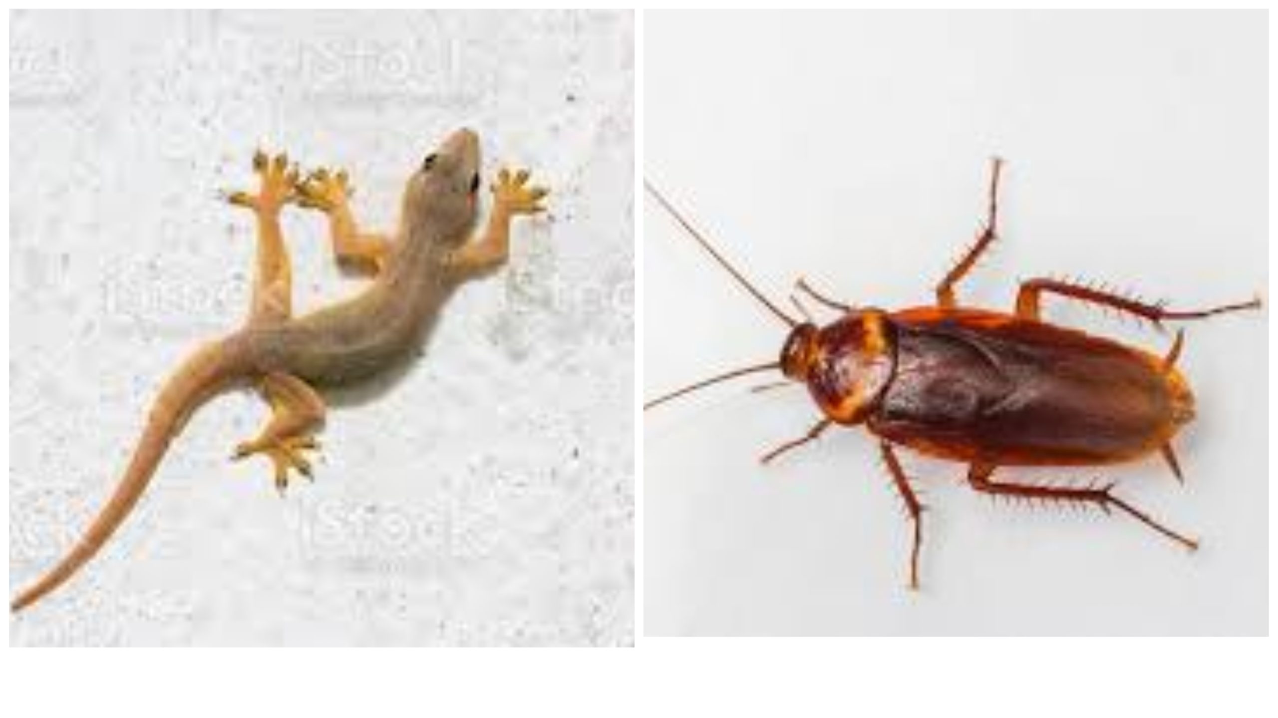 How to get rid of wall geckos and cockroaches to Oluwakemicrafts