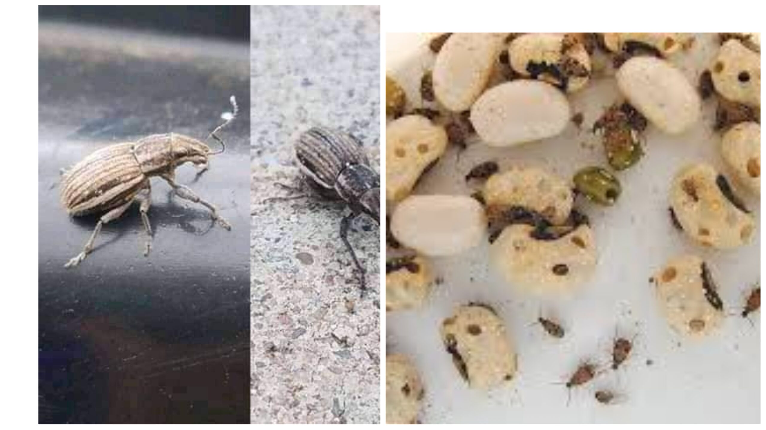 Effective Strategies to Prevent Beans Weevils and Keep Your Pantry Pest